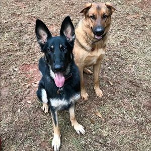 Meet your Posher, Joy